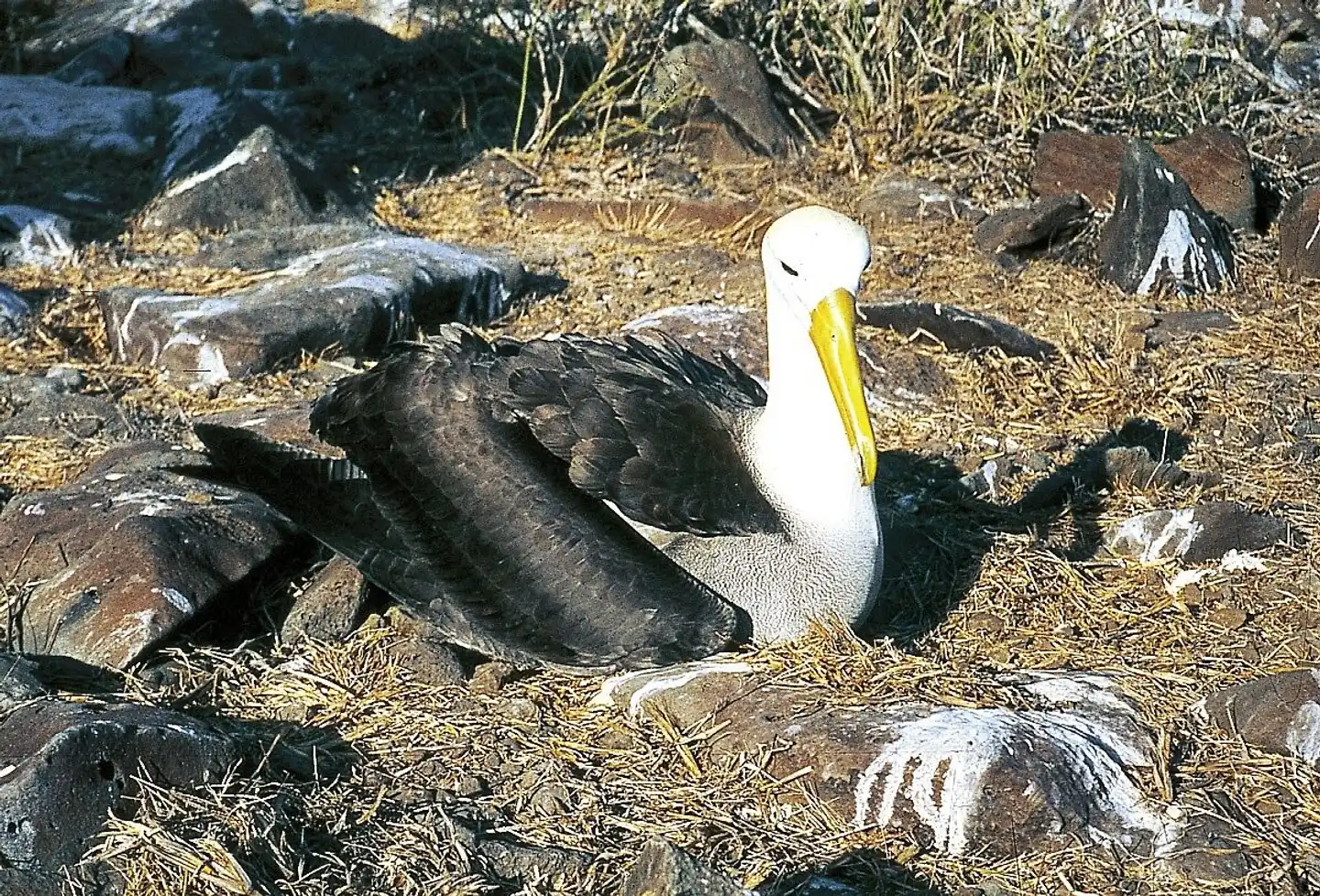 Galápagos Scalesia Lodge - 4 Nächte Tiere