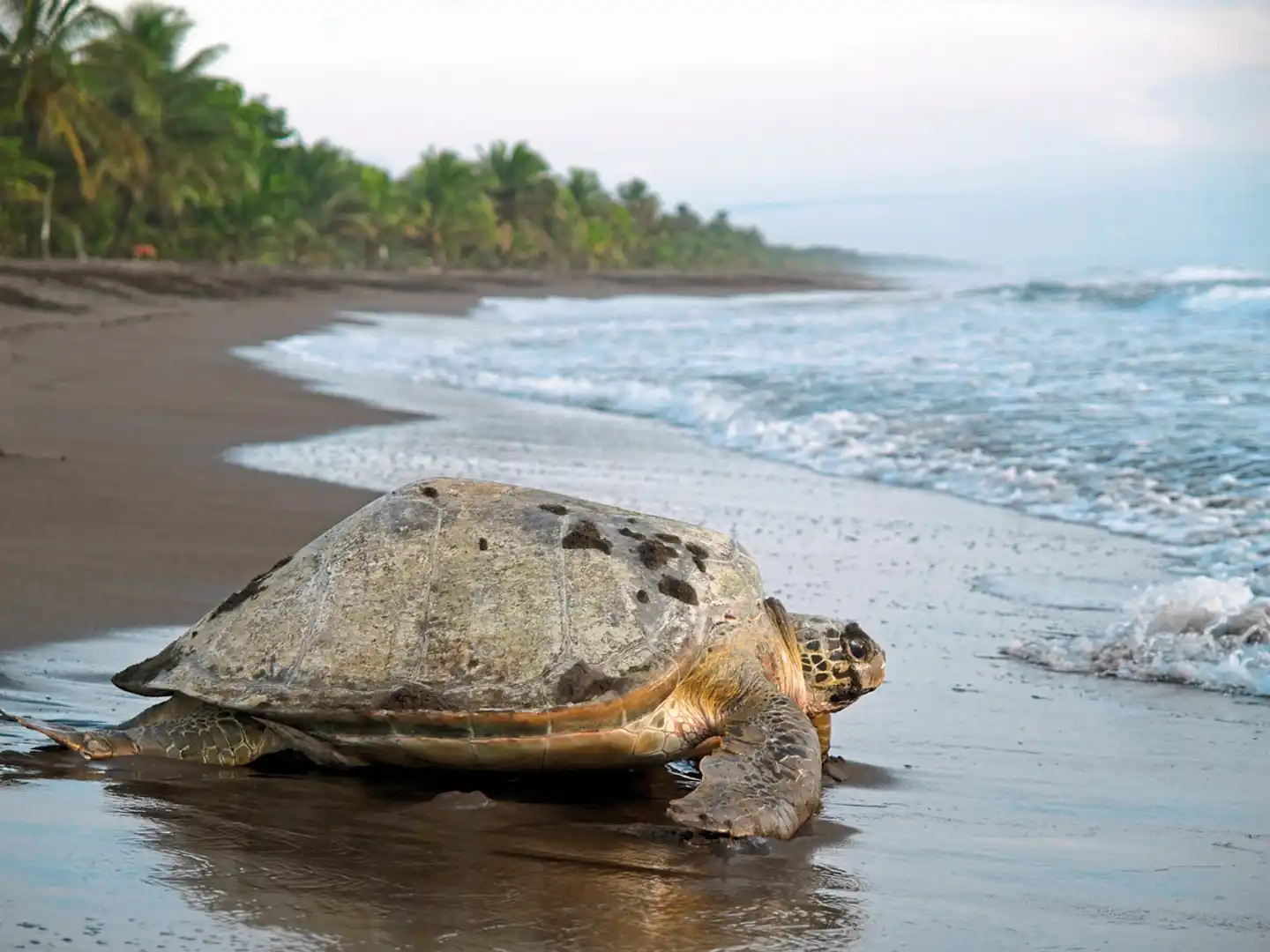 Tortuguero, Vulkane & Nebelwald Deluxe Landschaft