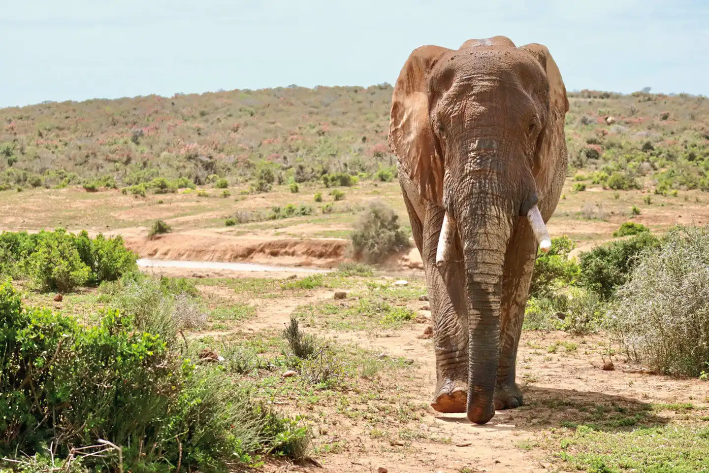 Faszination Gartenroute, Karoo und Addo (Teilstrecke) Tiere
