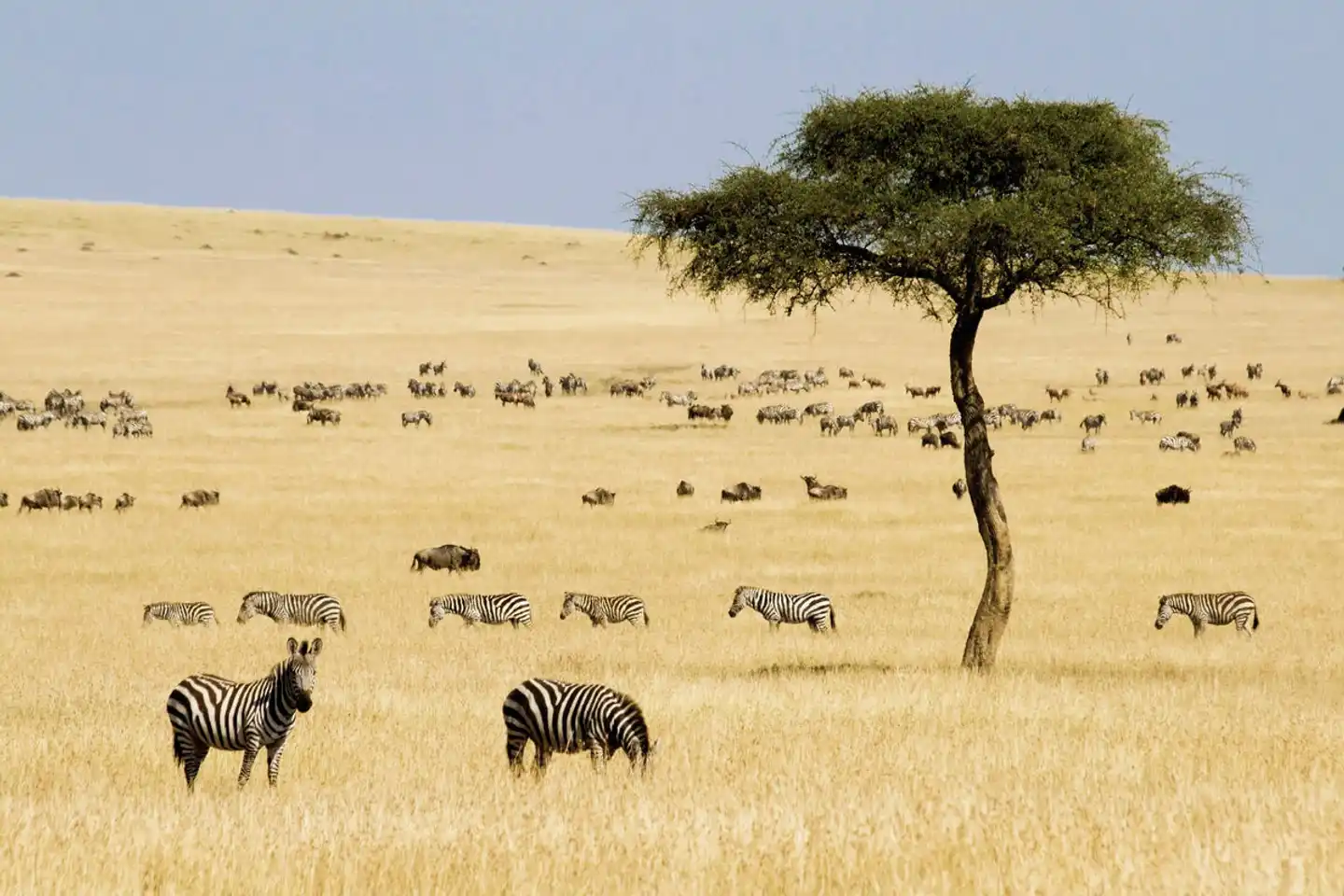 Masai Mara Fly-In Safari Premium ab/bis Mombasa Tiere