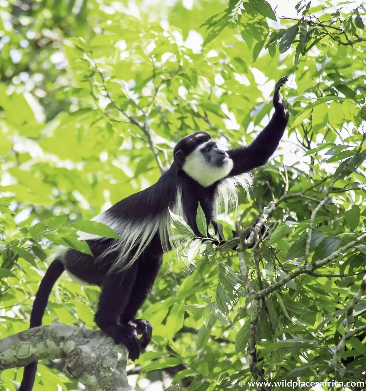 Uganda Entdecken Tiere