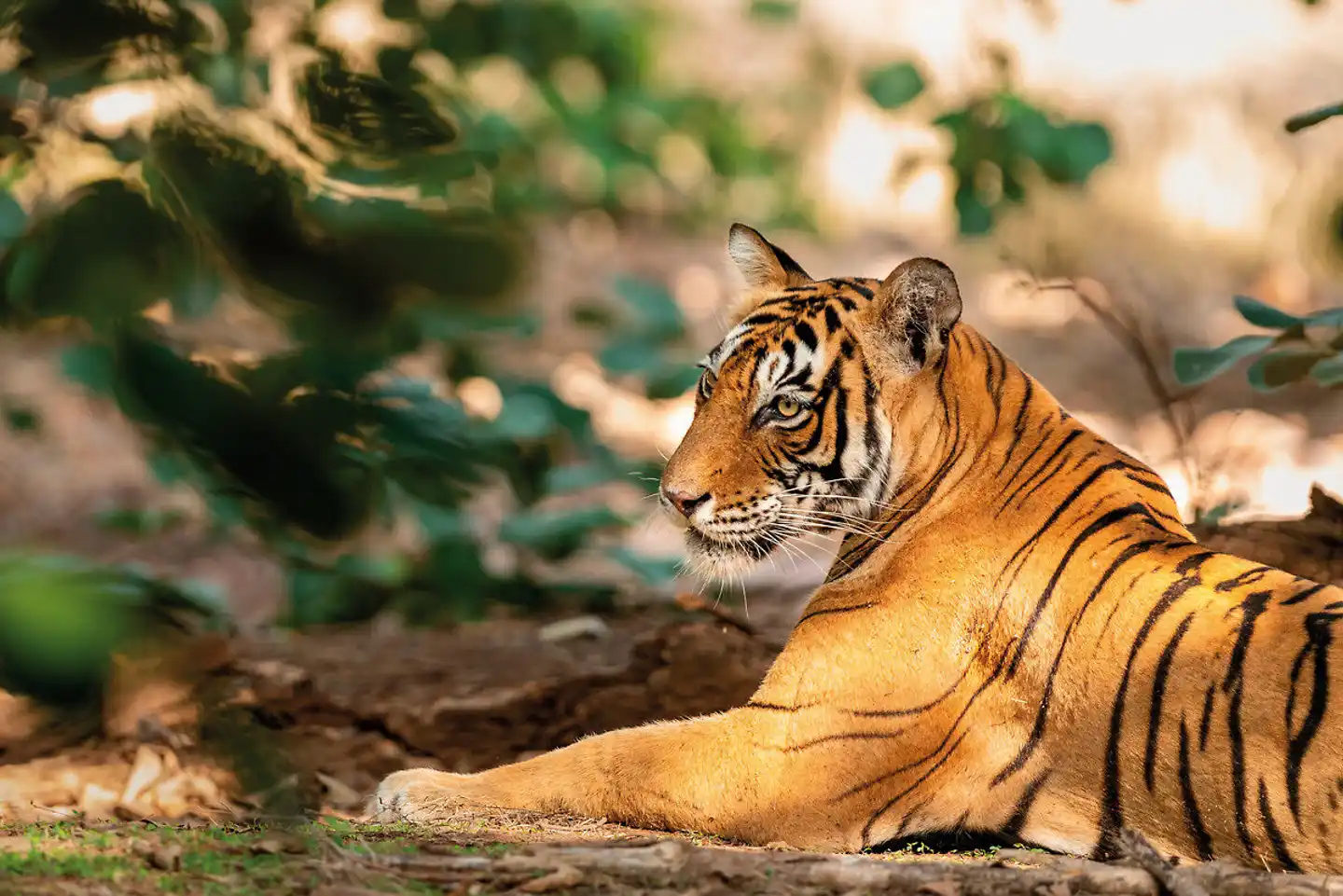 Goldenes Dreieck - Kultur & Wildlife Tiere