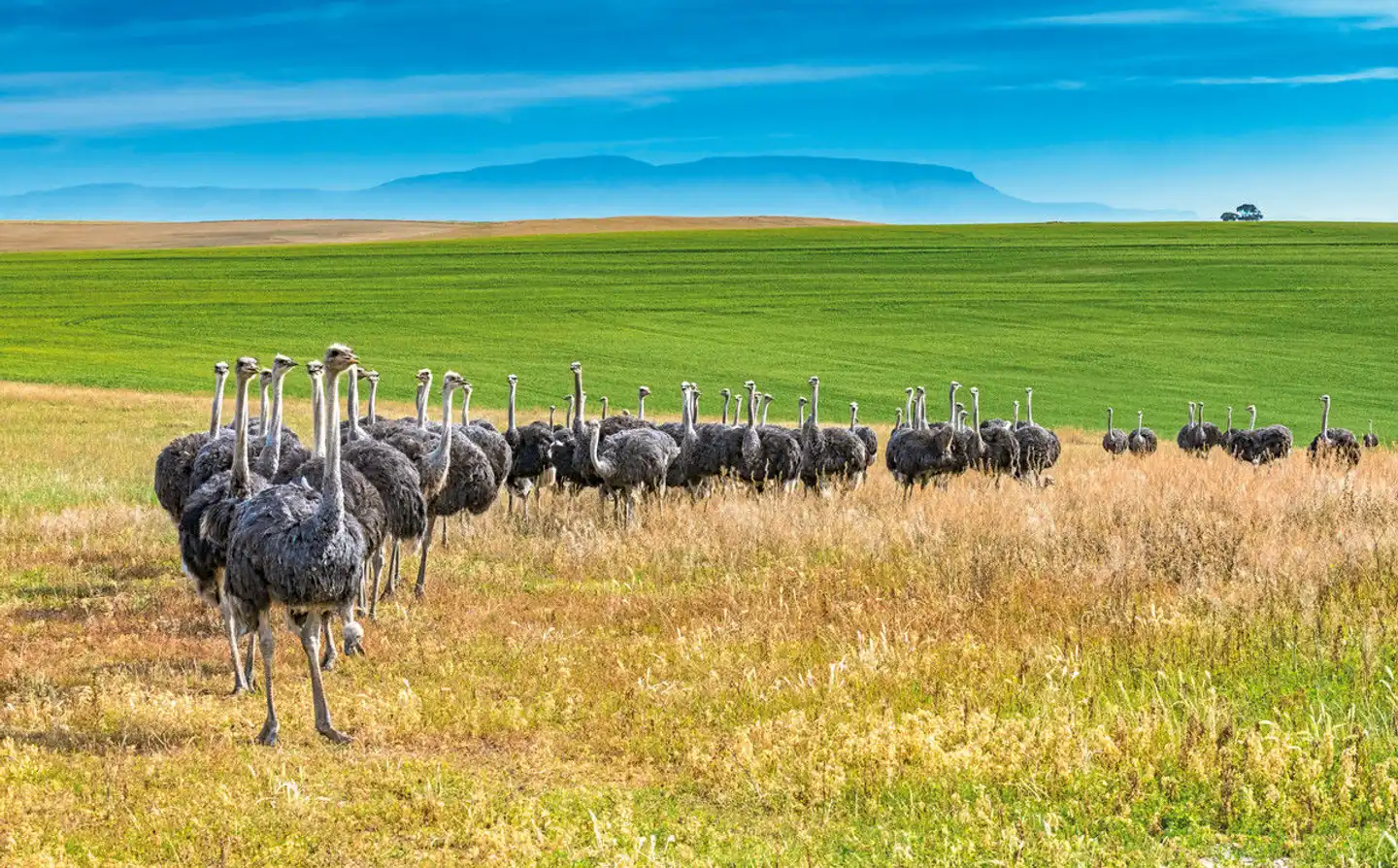 Südafrika - Die Highlights der Kapregion und Gardenroute erwandern Tiere
