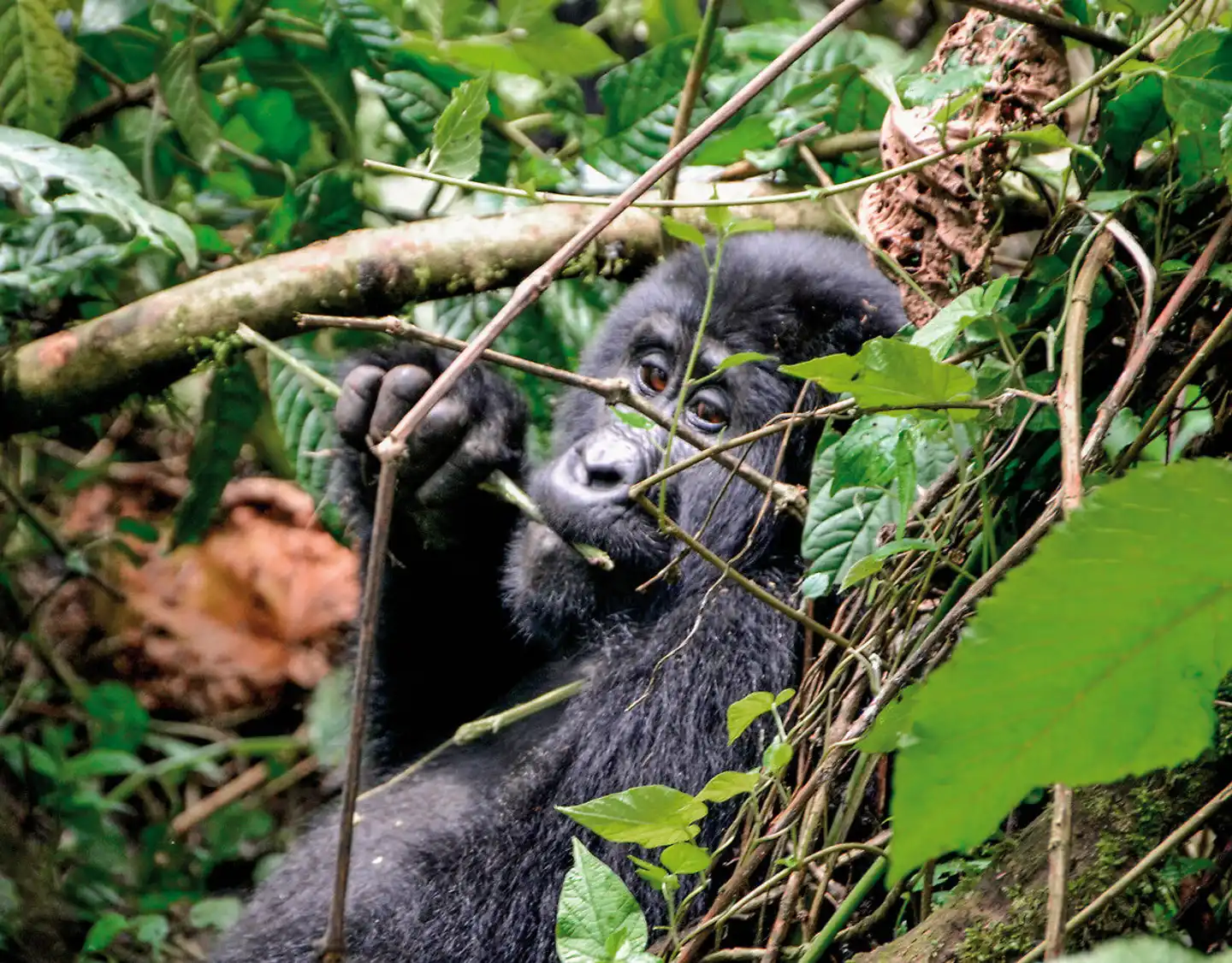 Drifters - Uganda Explorer Tiere