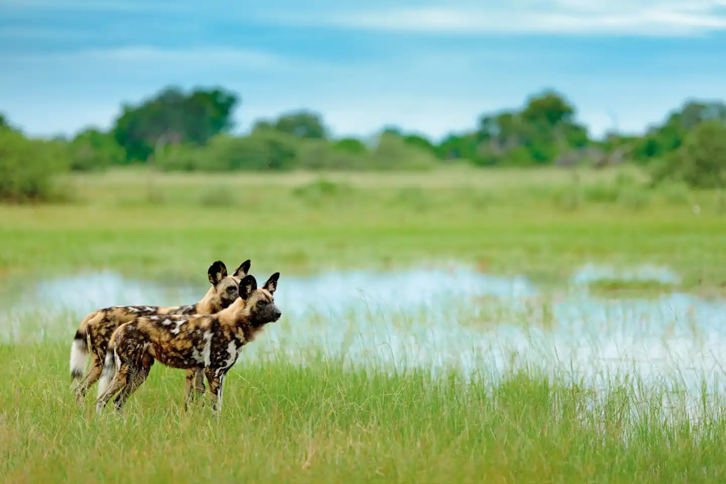 Der Herzschlag Afrikas (6 Nächte ab Maun) Tiere