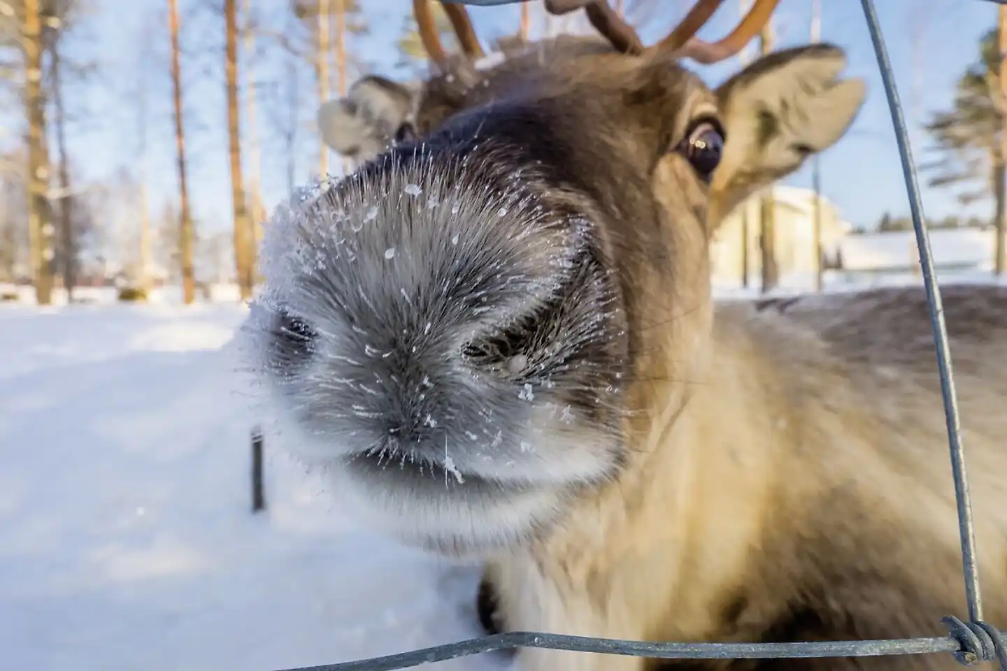 Polarkreismetropole Rovaniemi im Aurora Cabin Tiere