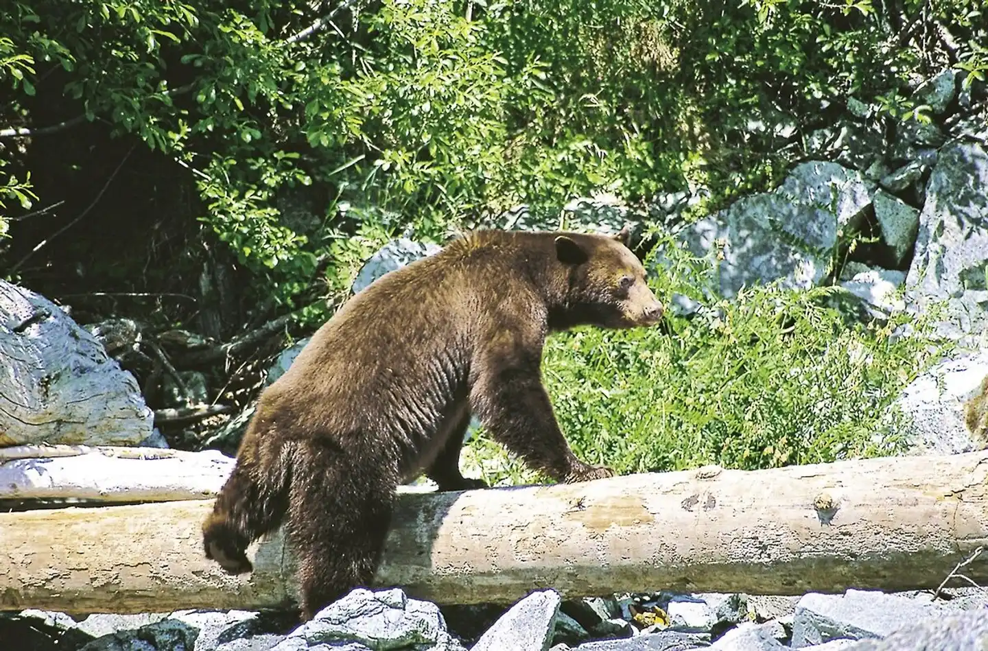 Familienurlaub in Westkanada Tiere