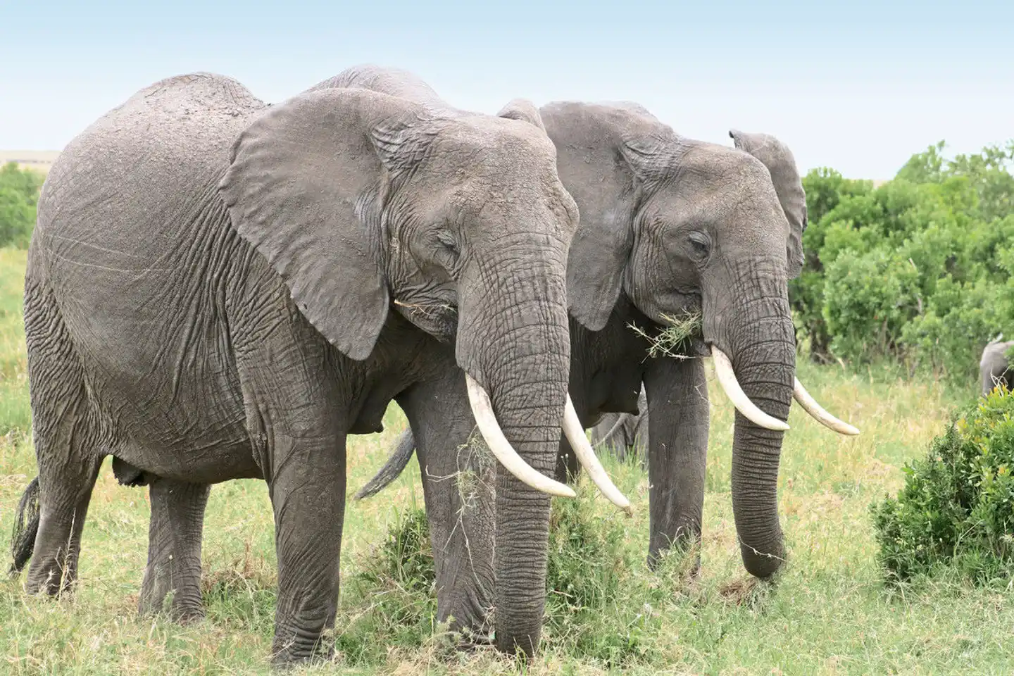 Königreich der Tiere Tiere
