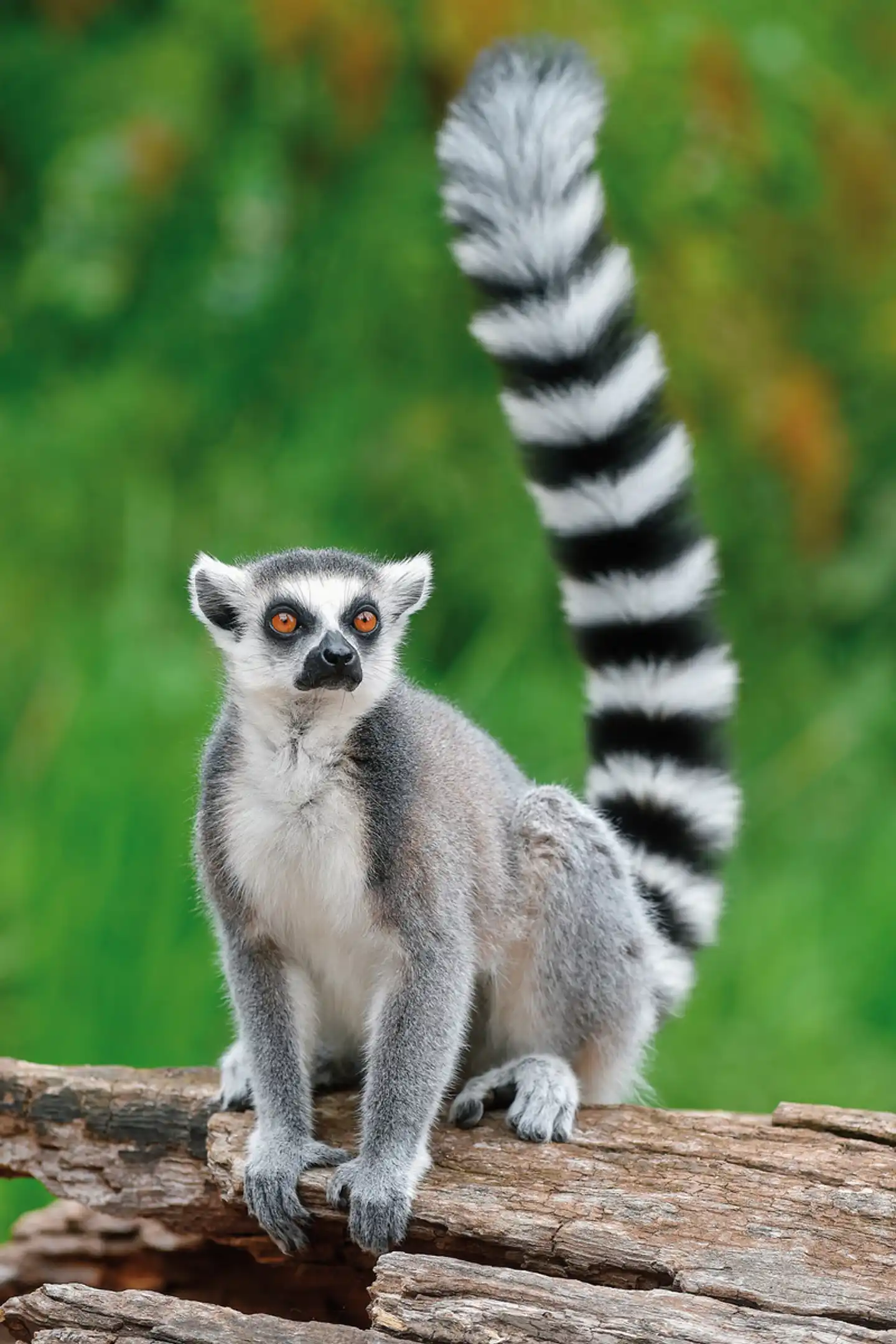 Naturparadies Madagaskar (ohne Badeverlängerung) Tiere
