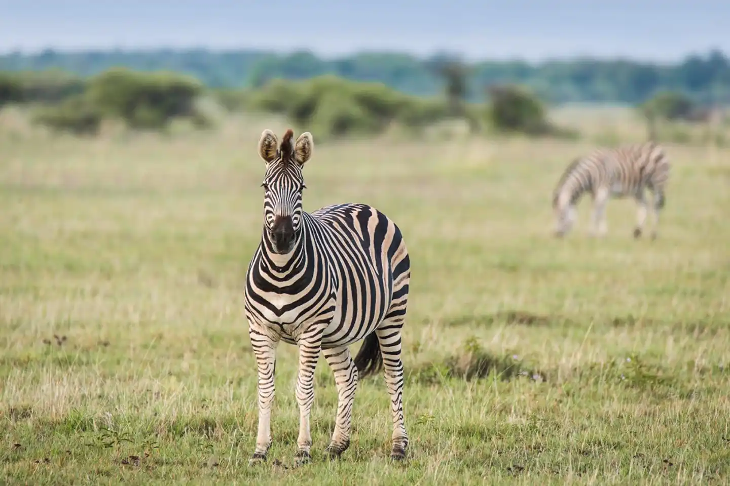 Fly&Drive Botswana - Une aventure pour les débutants Tiere