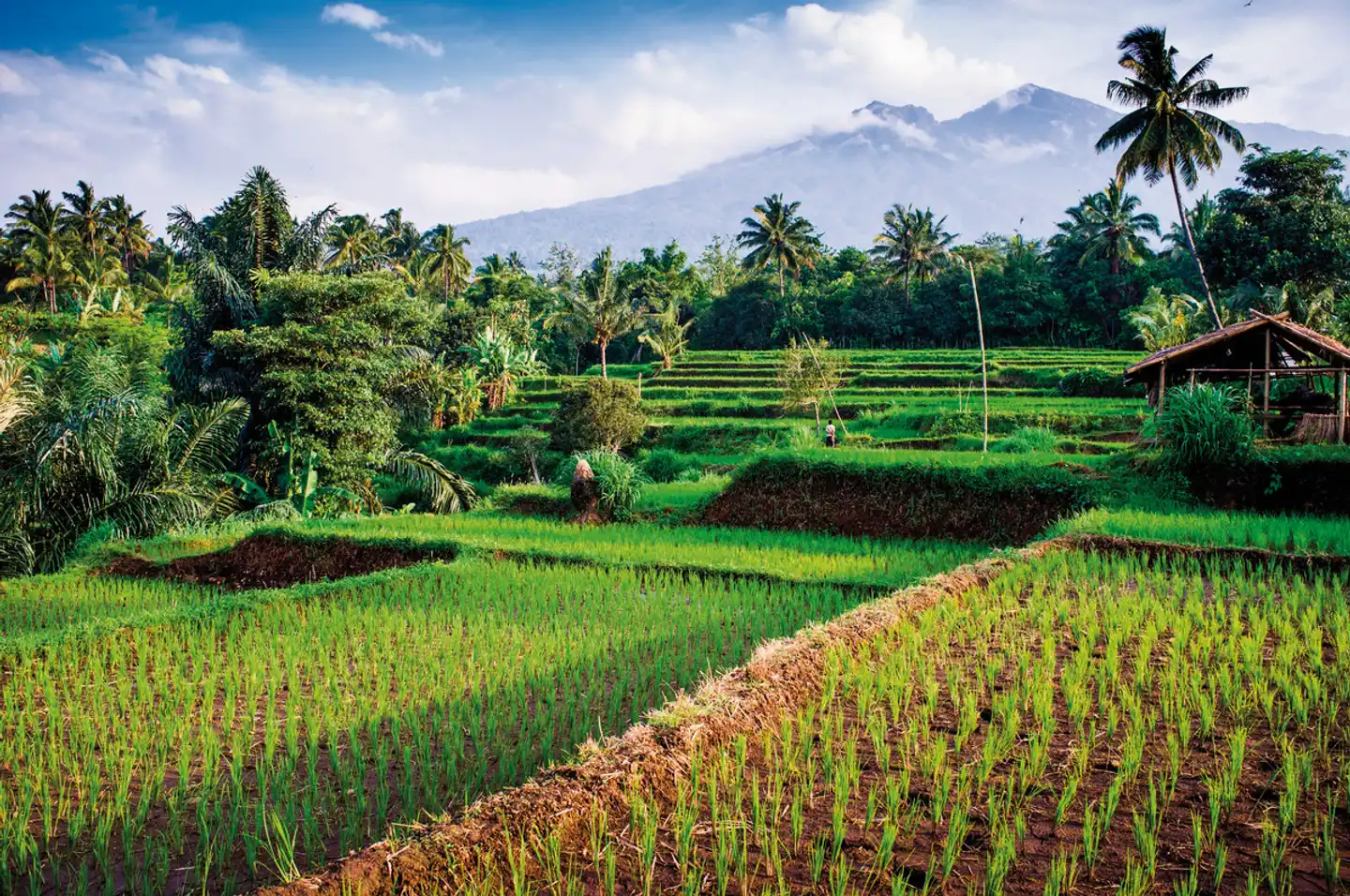 Indonesische Inselträume Garten