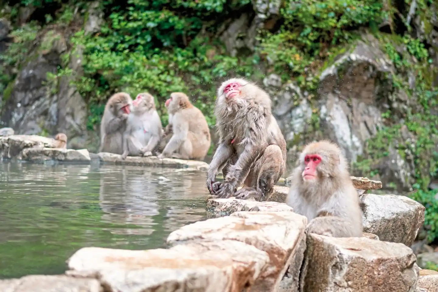 Japans goldene Route (inkl. Flug) Tiere