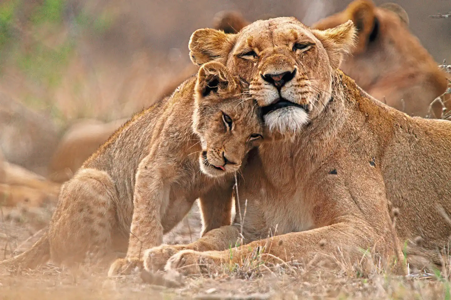 Klassisches Südafrika (ab Johannesburg/bis Kapstadt) Tiere