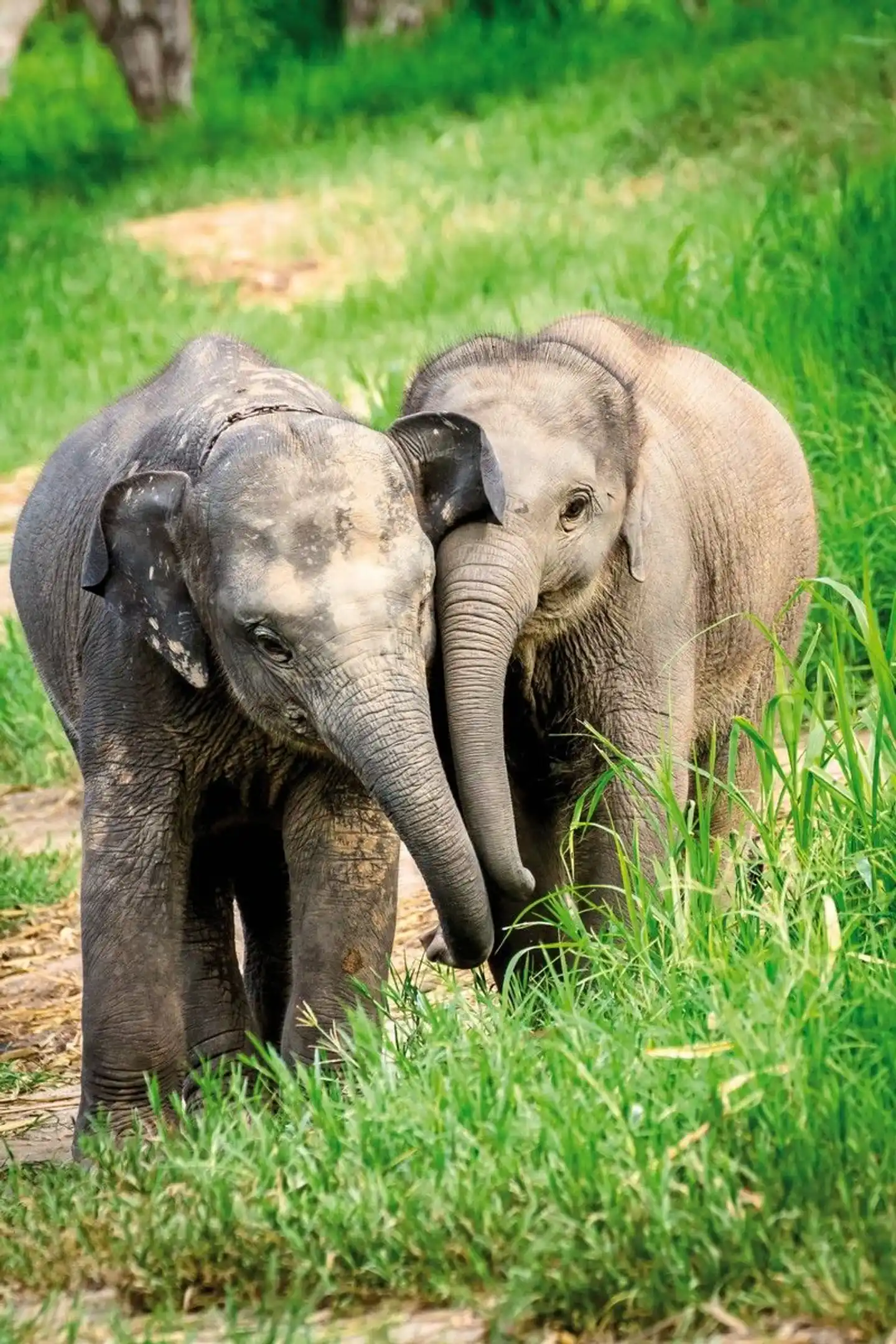 Highlights Nordthailands (Superior-Variante) Tiere