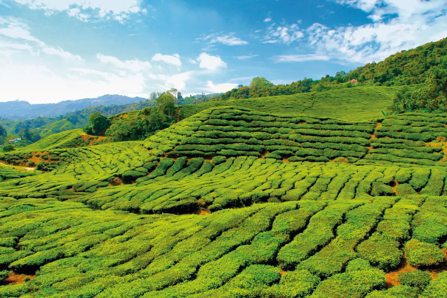 Naturerlebnis Cameron Highlands (Superior-Variante, ab/bis Kuala Lumpur) Sport und Entertainment