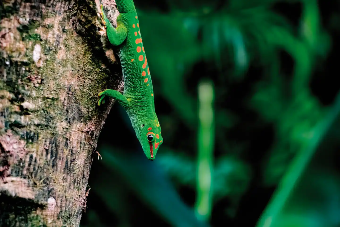 Naturparadies Madagaskar (ohne Badeverlängerung) Tiere