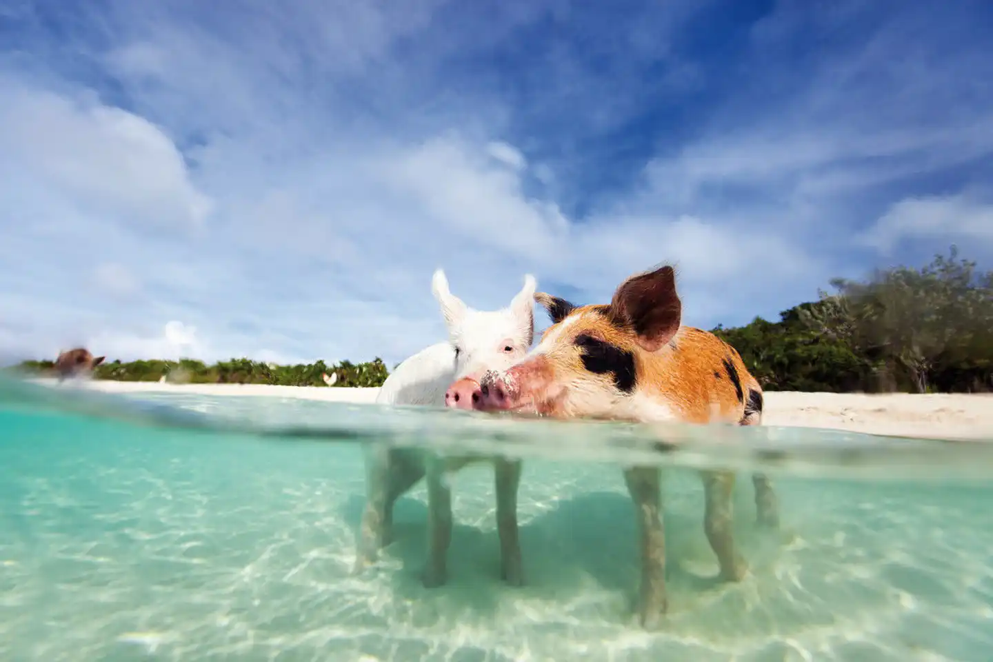 Tierisches Badevergnügen Wellness