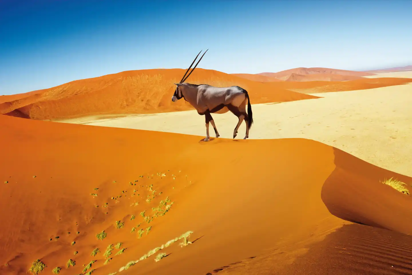 Namibias Nationalparks Tiere