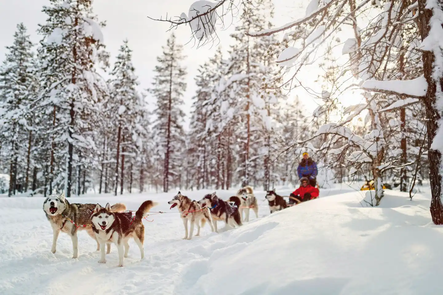 Winterlich aktiv in Schwedisch Lappland Sport und Entertainment