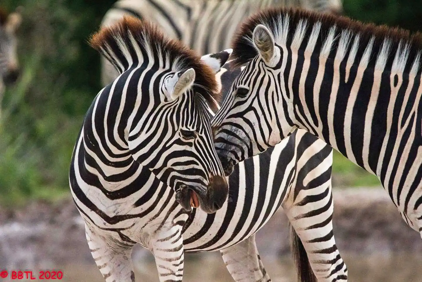 Fly&Drive Botswana - Une aventure pour les débutants Tiere
