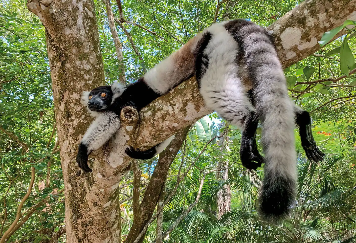 Naturparadies Madagaskar (ohne Badeverlängerung) Tiere