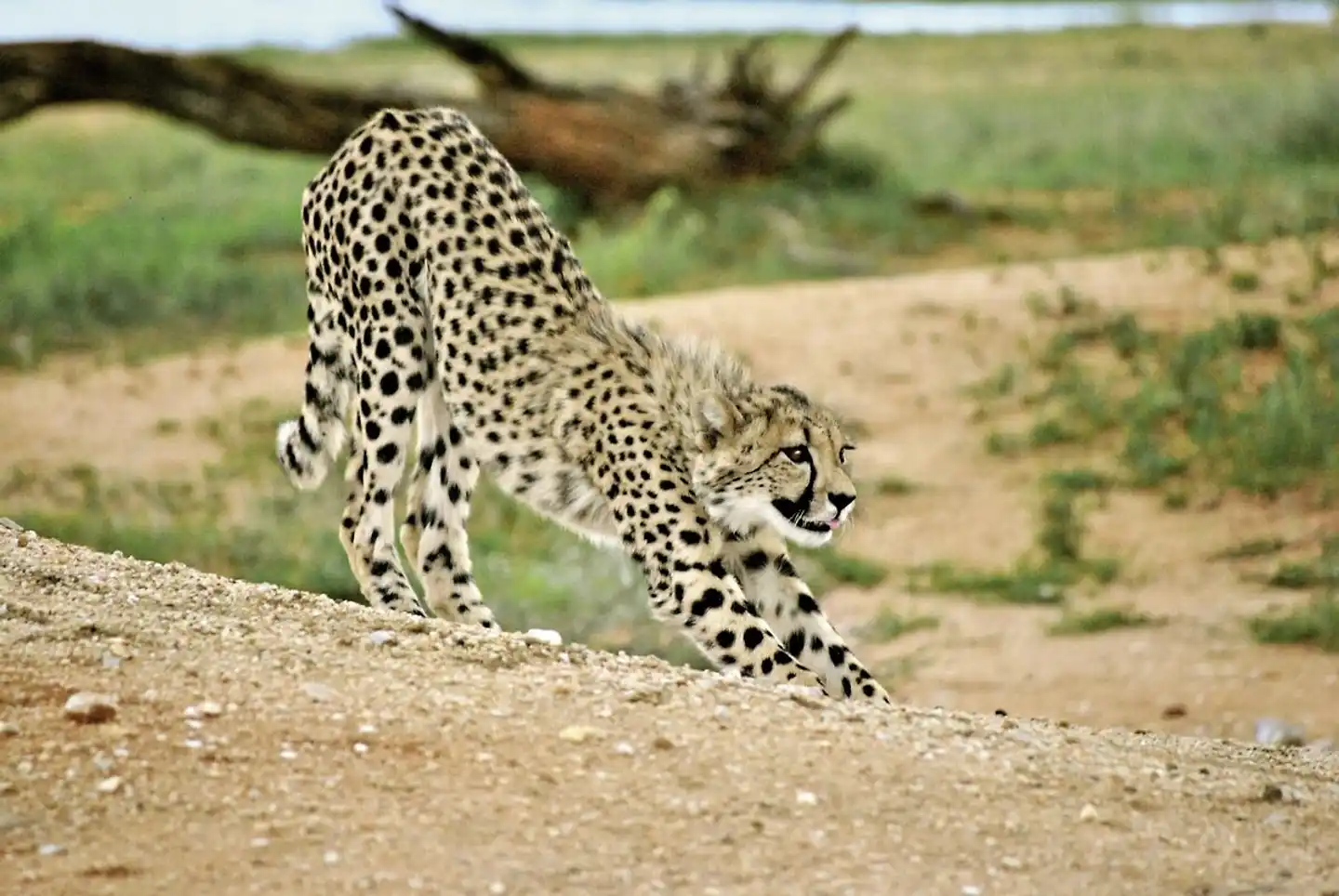 Namibia zum Verweilen Nordwärts Tiere
