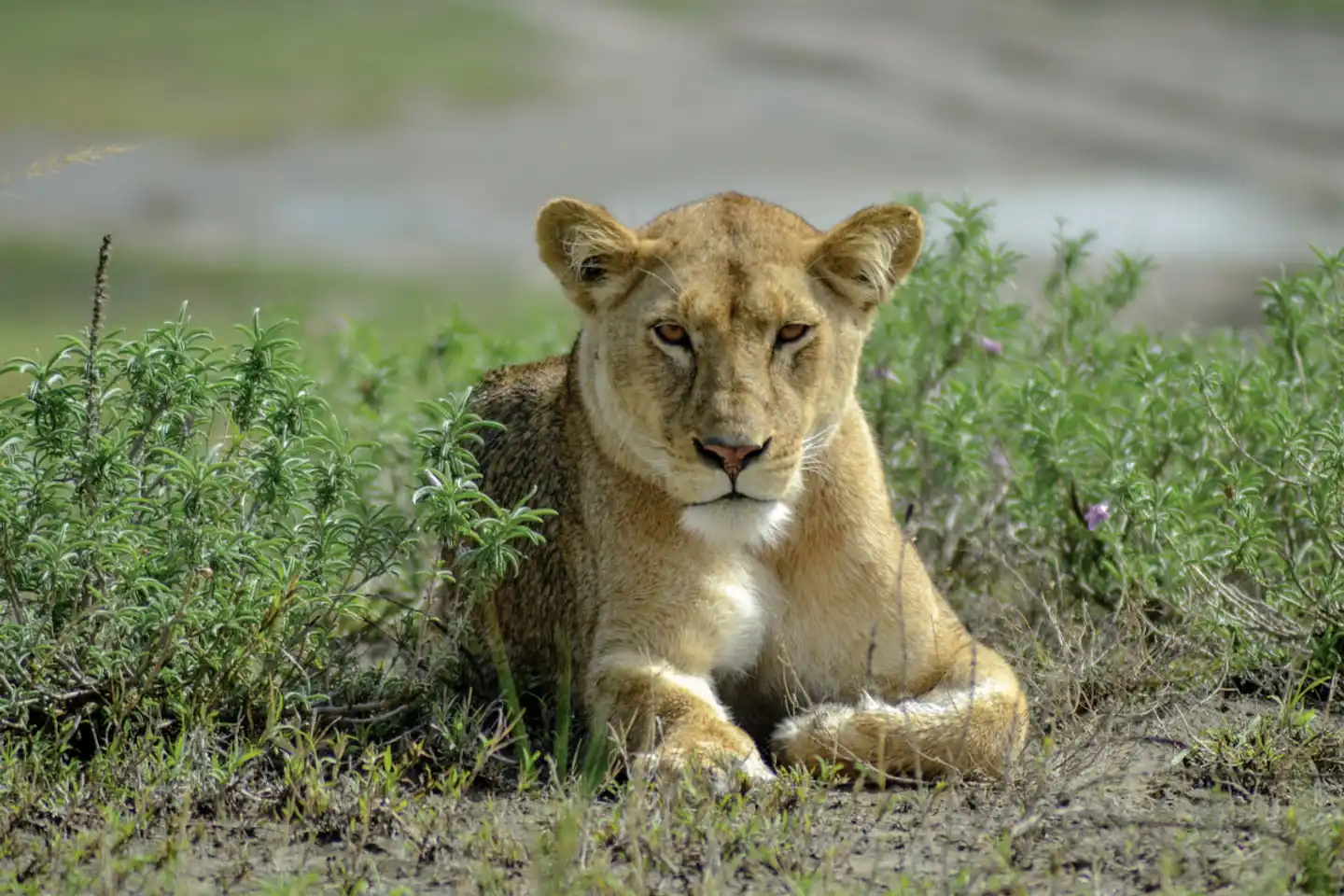 ADAC Special: Tansania - Tierwunder am Kilimanjaro Tiere