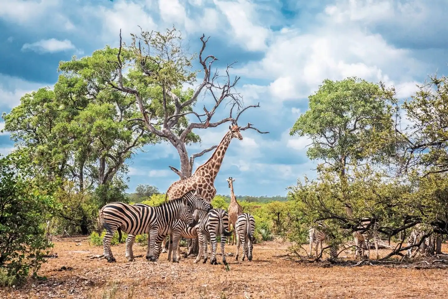 Stippvisite Südafrika - Privatreise Tiere