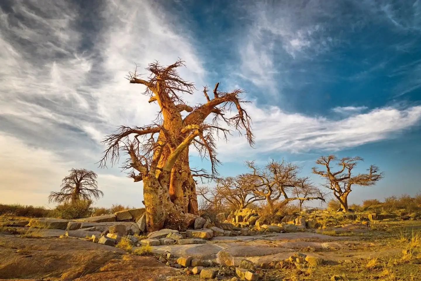 Der Herzschlag Afrikas (8 Nächte ab Kasane) Landschaft