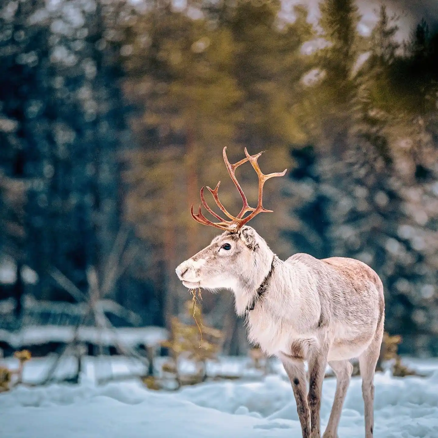 Winter-Auszeit im Sunday Morning Resort Tiere