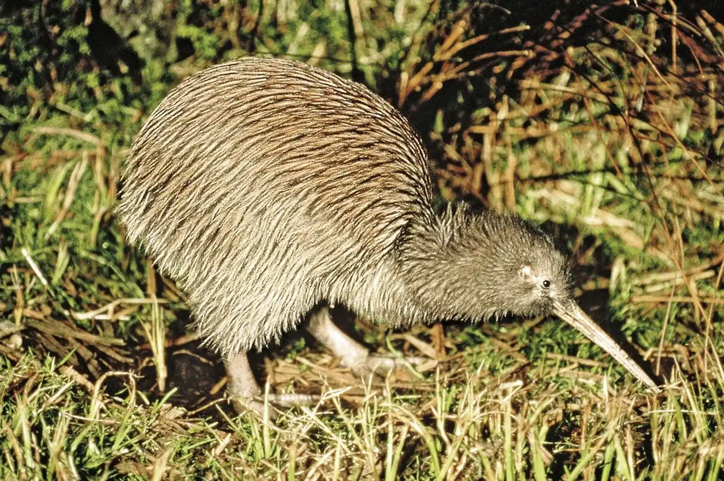 Natur pur - traumhaftes Neuseeland Tiere