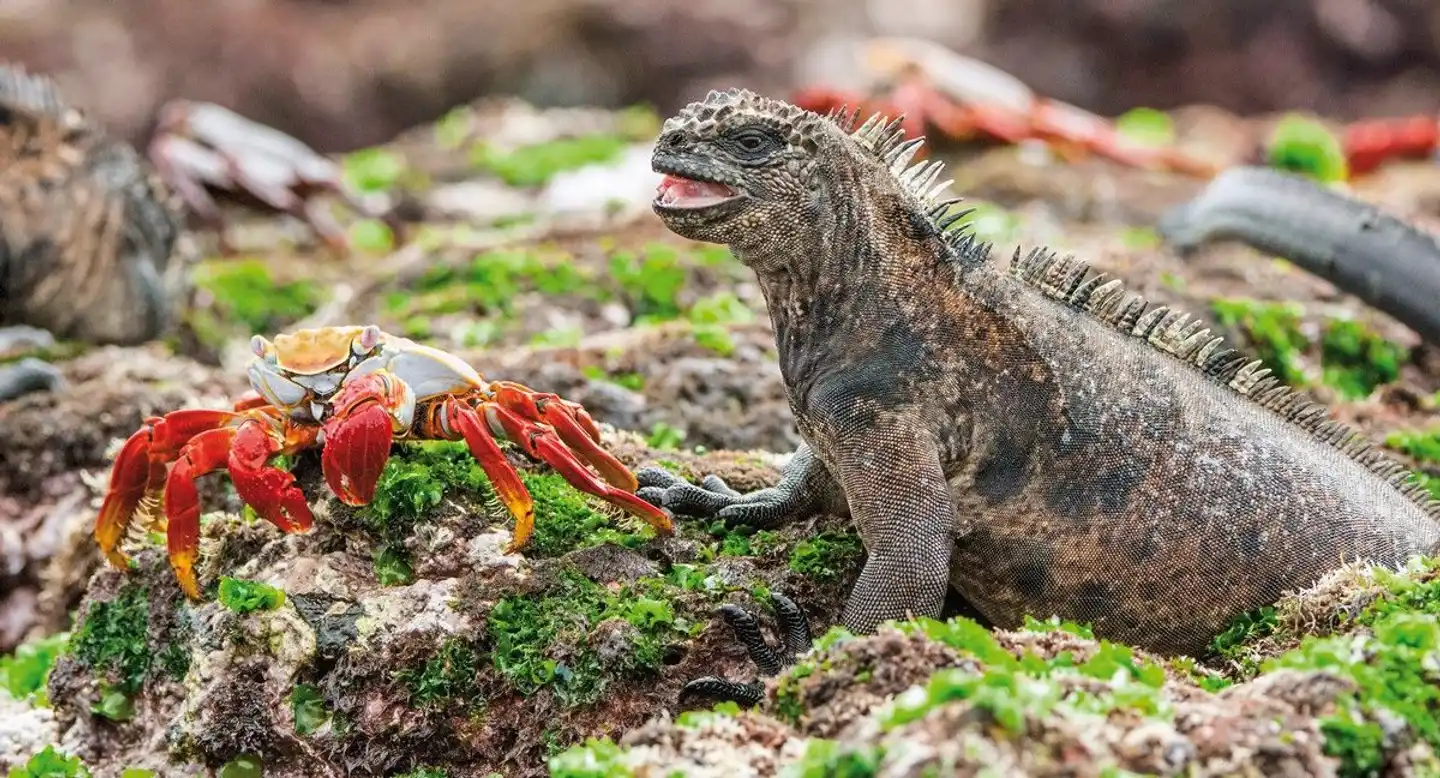 Farbenfrohes Ecuador Intensiv Tiere