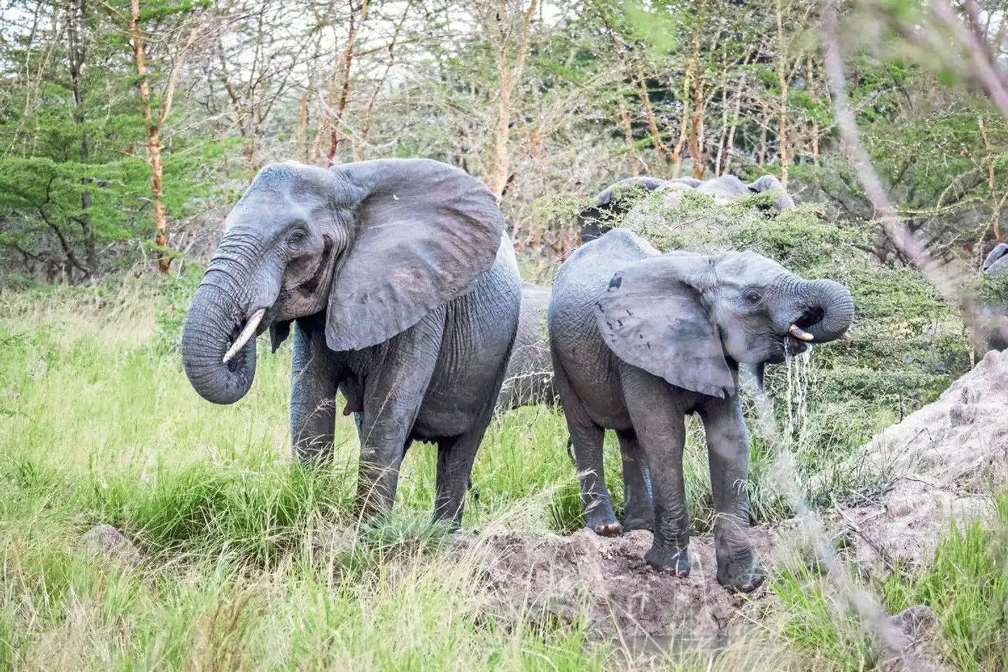 Saadani Safari (2 Nächte) Tiere