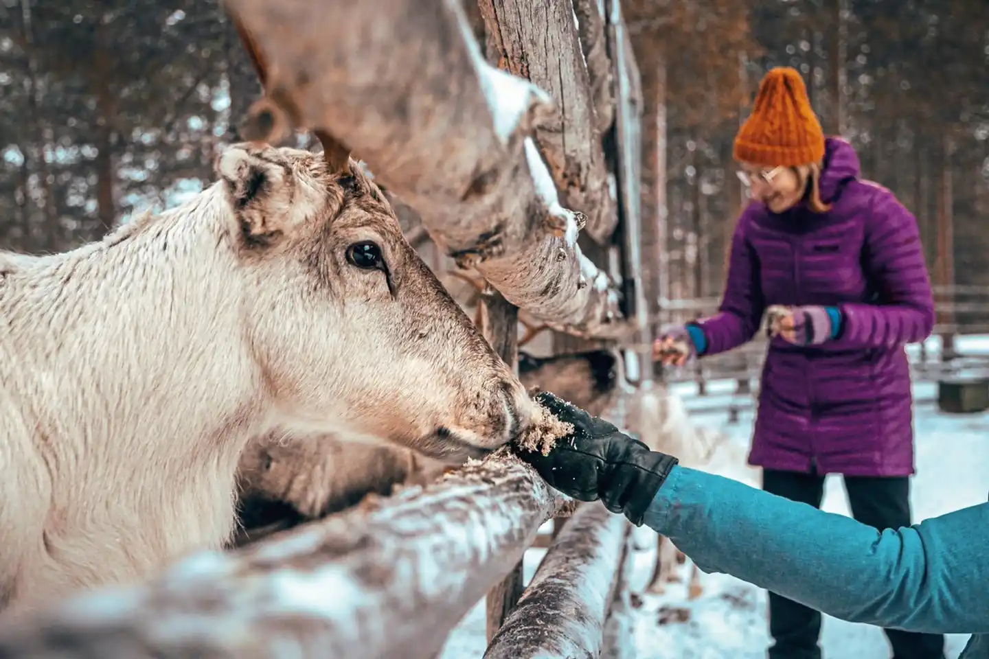 Winter-Auszeit im Sunday Morning Resort Tiere
