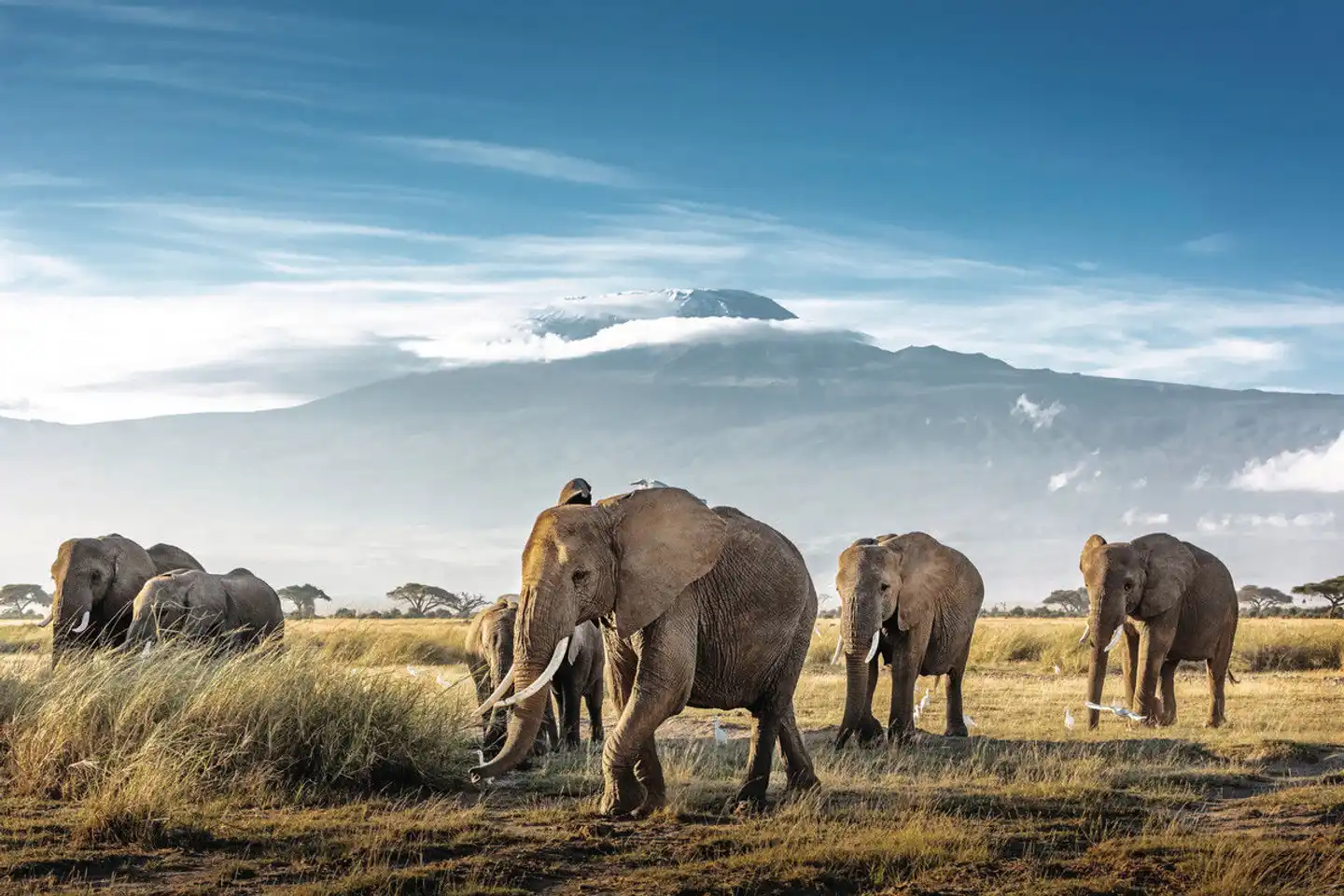 Kenia Allround Tiere