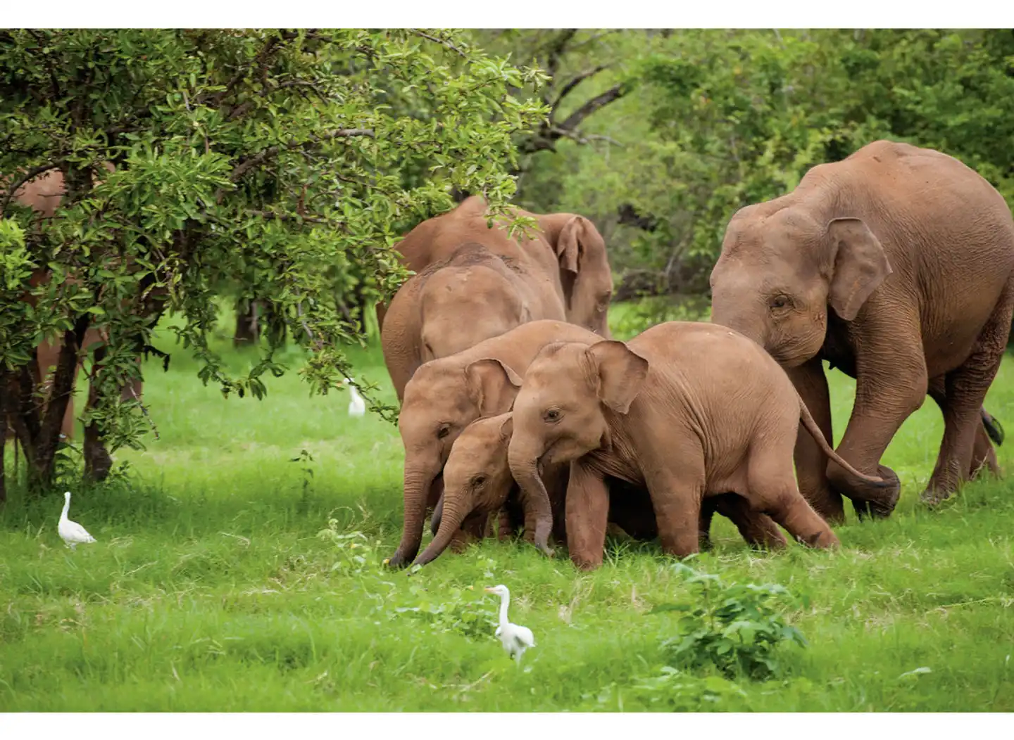 Sri Lanka Allround (Gruppenreise) Tiere