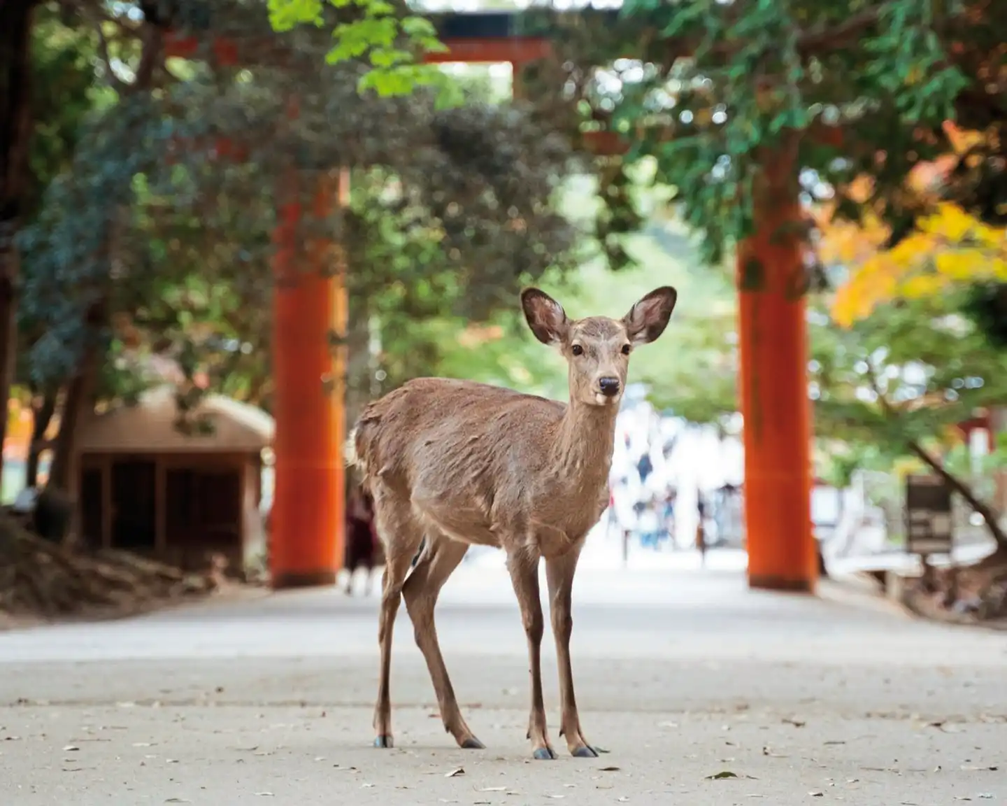 Japan entdecken (inkl. Flug) Tiere