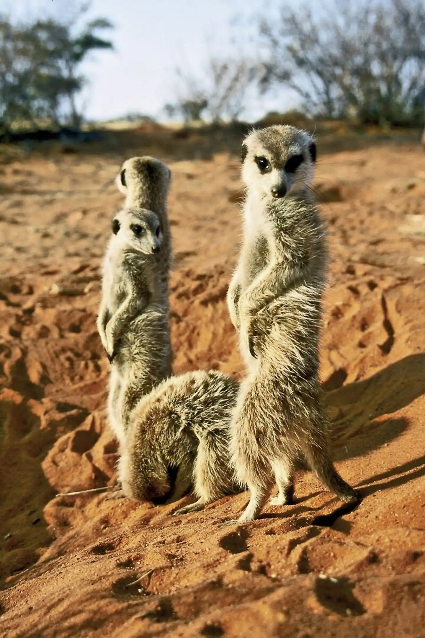 Best of South Africa (Privatreise) Johannesburg - Kapstadt Tiere