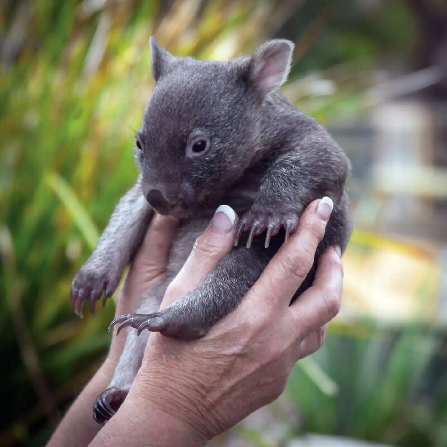 Tasmaniens Zauber auf 4 Rädern Tiere