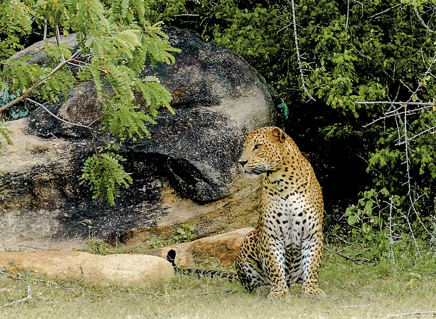 Sri Lanka Allround (Privatreise) Tiere