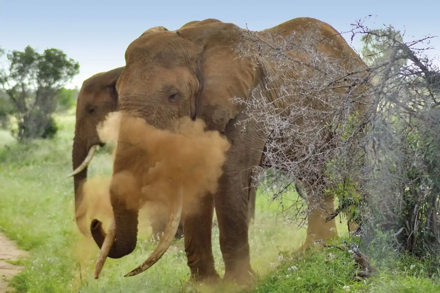 Abenteuer Kenia Tiere