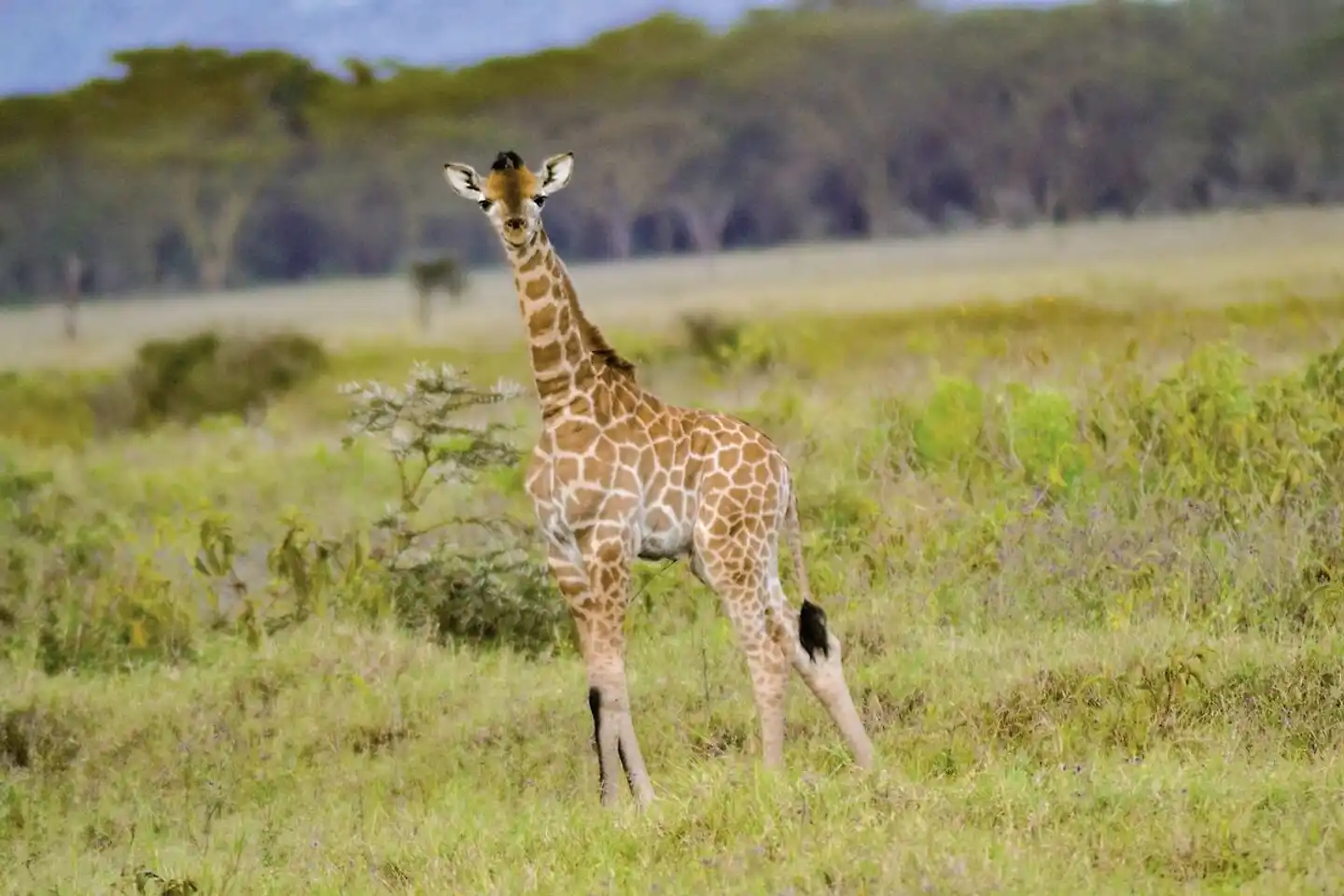 Abenteuer Kenia Tiere