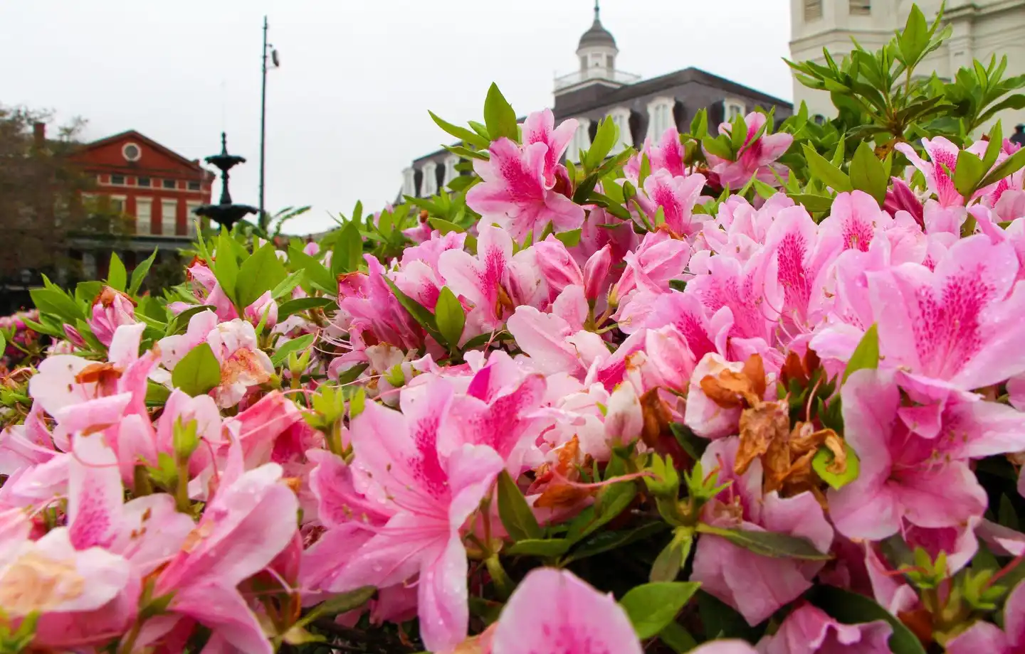 Holiday Inn Express New Orleans - St Charles Landschaft