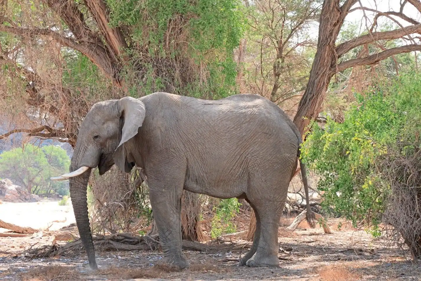 Best of Namibia Standard Tiere