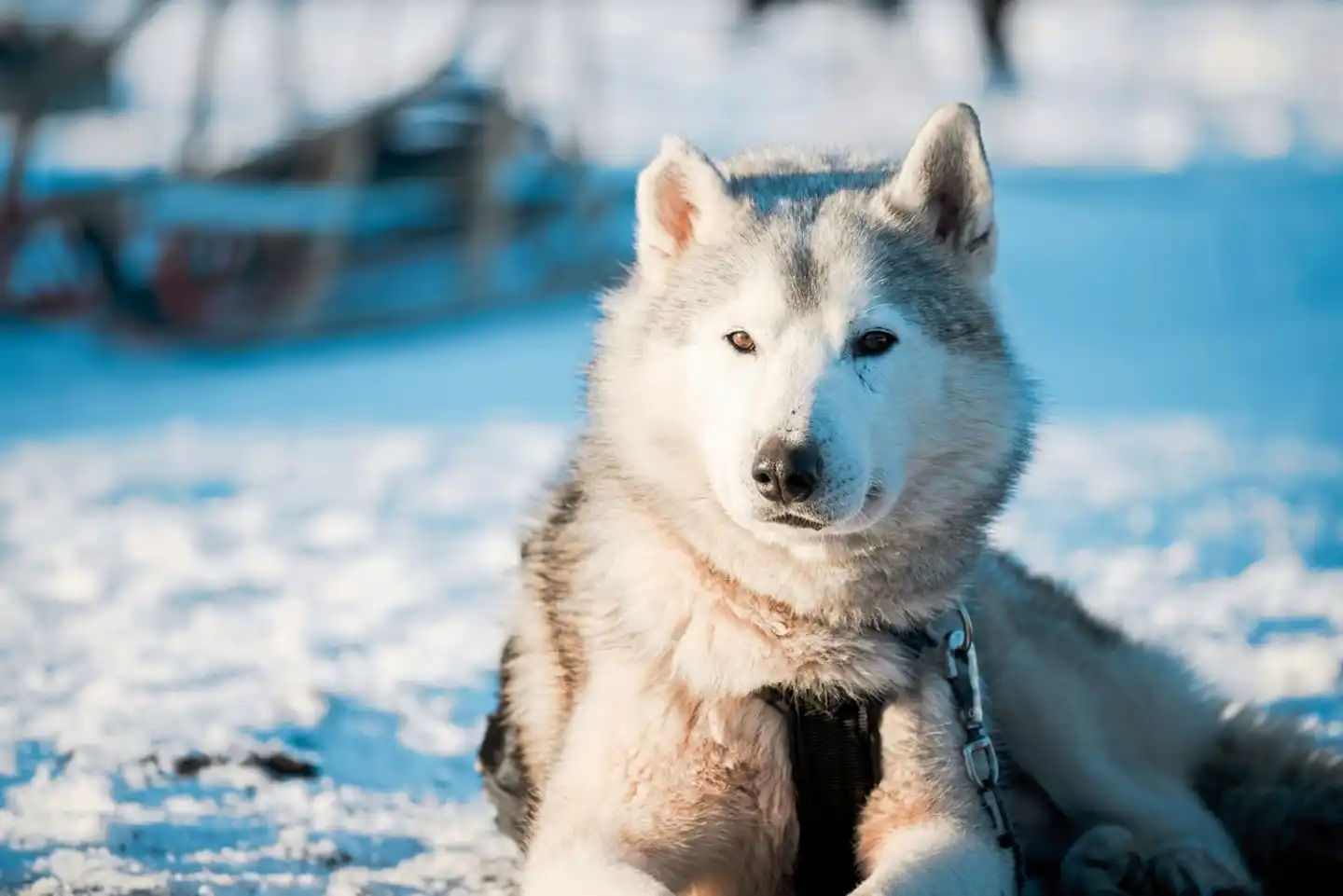 Von der Hauptstadt zum Polarlicht Tiere