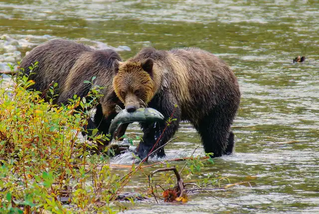 Ours, Baleines & Ile de Vancouver Tiere
