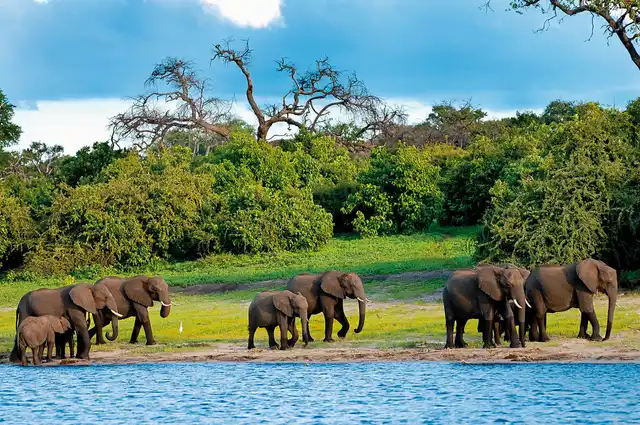 Safariromantik - Botswana und Victoria Falls Tiere