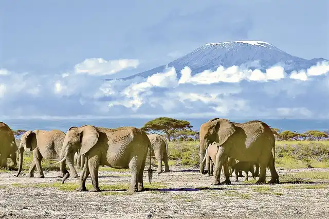 ADAC Special Kenia - Jenseits von Afrika Tiere