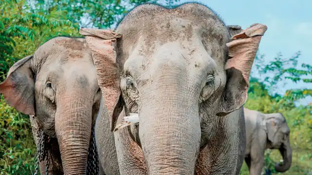 Laos - Natur und Kultur (Gruppenreise) Tiere