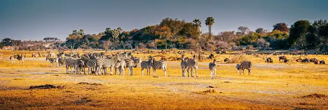 Fly&Drive Botswana - Une aventure pour les débutants Tiere